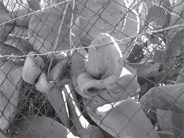 Иллюстрация к книге — Остров пропавших деревьев [i_006.jpg]