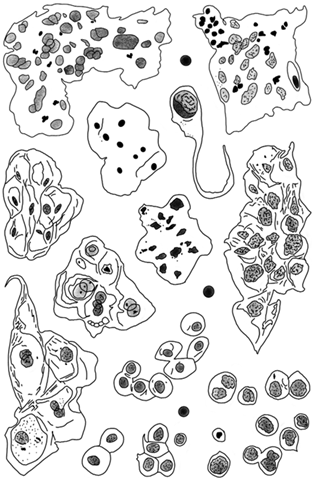 Иллюстрация к книге — В зоне риска. Тонкости защиты женского организма. Как ВПЧ проникает в наш организм, чем он опасен и что поможет избежать последствий [i_008.jpg]