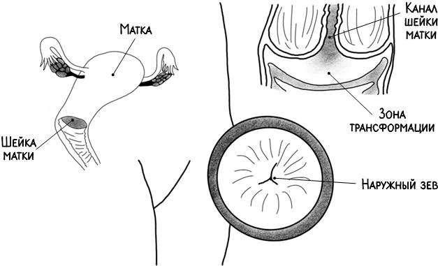 Иллюстрация к книге — В зоне риска. Тонкости защиты женского организма. Как ВПЧ проникает в наш организм, чем он опасен и что поможет избежать последствий [i_012.jpg]