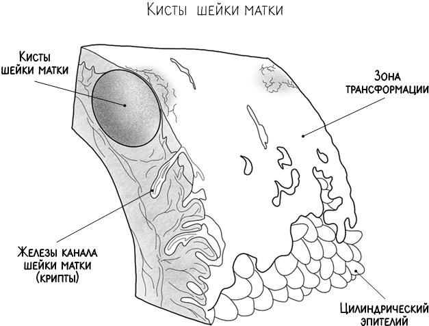 Иллюстрация к книге — В зоне риска. Тонкости защиты женского организма. Как ВПЧ проникает в наш организм, чем он опасен и что поможет избежать последствий [i_019.jpg]