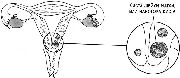 Иллюстрация к книге — В зоне риска. Тонкости защиты женского организма. Как ВПЧ проникает в наш организм, чем он опасен и что поможет избежать последствий [i_020.jpg]