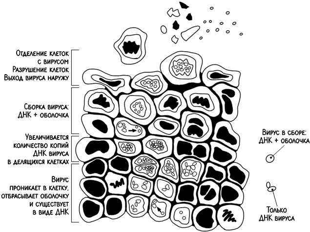Иллюстрация к книге — В зоне риска. Тонкости защиты женского организма. Как ВПЧ проникает в наш организм, чем он опасен и что поможет избежать последствий [i_022.jpg]