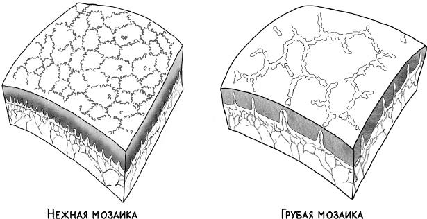 Иллюстрация к книге — В зоне риска. Тонкости защиты женского организма. Как ВПЧ проникает в наш организм, чем он опасен и что поможет избежать последствий [i_043.jpg]