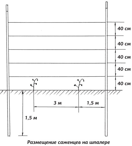 Иллюстрация к книге — Как вырастить виноград и другие любимые ягоды [i_014.jpg]