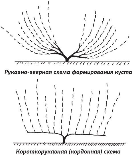 Иллюстрация к книге — Как вырастить виноград и другие любимые ягоды [i_015.jpg]