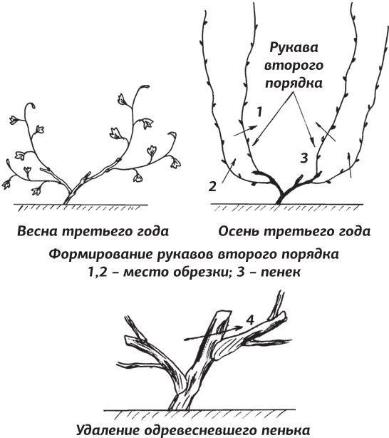 Иллюстрация к книге — Как вырастить виноград и другие любимые ягоды [i_017.jpg]