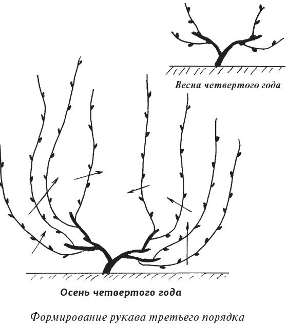 Иллюстрация к книге — Как вырастить виноград и другие любимые ягоды [i_018.jpg]