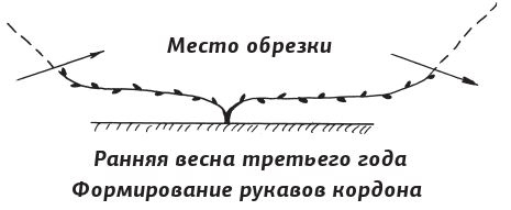 Иллюстрация к книге — Как вырастить виноград и другие любимые ягоды [i_022.jpg]