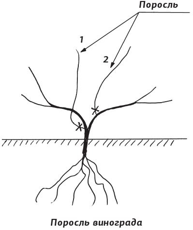 Иллюстрация к книге — Как вырастить виноград и другие любимые ягоды [i_027.jpg]
