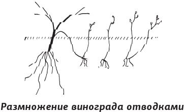 Иллюстрация к книге — Как вырастить виноград и другие любимые ягоды [i_042.jpg]