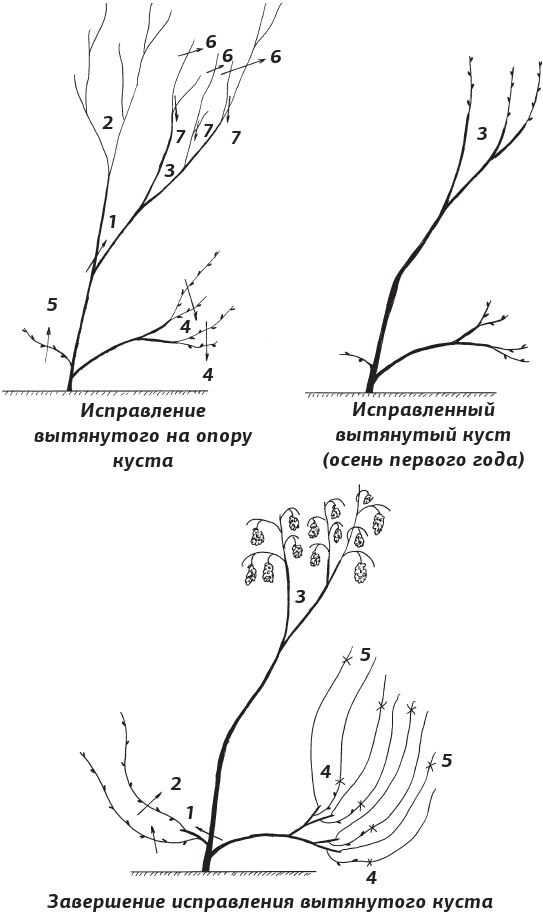 Иллюстрация к книге — Как вырастить виноград и другие любимые ягоды [i_047.jpg]