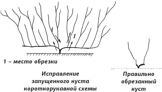 Иллюстрация к книге — Как вырастить виноград и другие любимые ягоды [i_049.jpg]