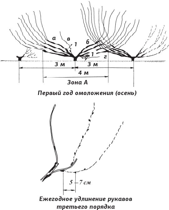Иллюстрация к книге — Как вырастить виноград и другие любимые ягоды [i_050.jpg]
