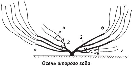 Иллюстрация к книге — Как вырастить виноград и другие любимые ягоды [i_051.jpg]