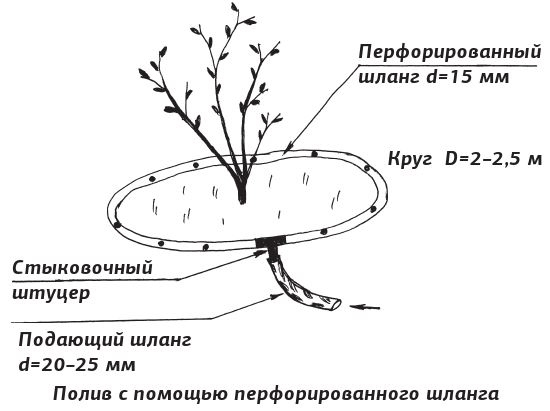 Иллюстрация к книге — Как вырастить виноград и другие любимые ягоды [i_062.jpg]