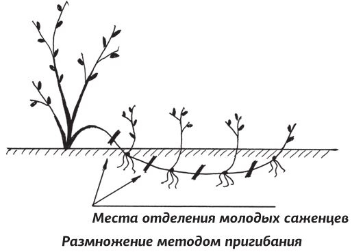 Иллюстрация к книге — Как вырастить виноград и другие любимые ягоды [i_066.jpg]