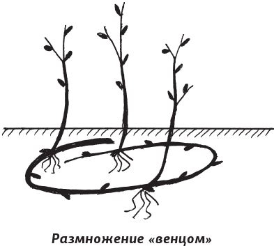 Иллюстрация к книге — Как вырастить виноград и другие любимые ягоды [i_069.jpg]