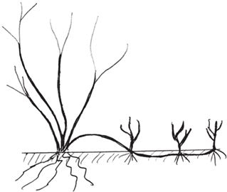 Иллюстрация к книге — Как вырастить виноград и другие любимые ягоды [i_095.jpg]