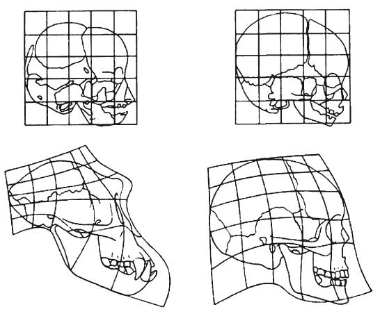 Иллюстрация к книге — Требуется сборка. Расшифровываем четыре миллиарда лет истории жизни – от древних окаменелостей до ДНК [i_018.jpg]