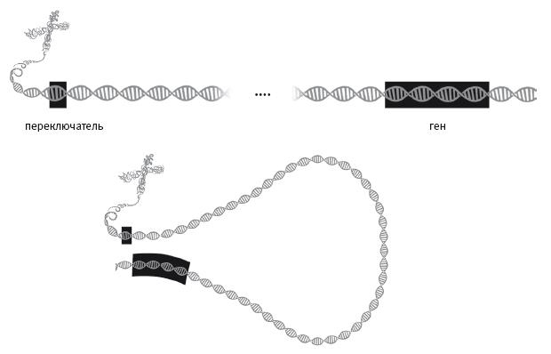 Иллюстрация к книге — Требуется сборка. Расшифровываем четыре миллиарда лет истории жизни – от древних окаменелостей до ДНК [i_022.jpg]