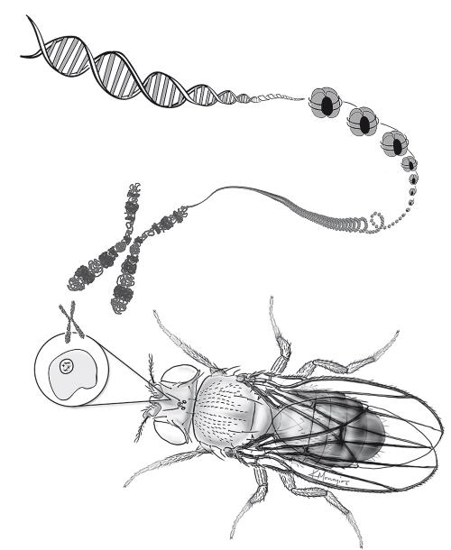 Иллюстрация к книге — Требуется сборка. Расшифровываем четыре миллиарда лет истории жизни – от древних окаменелостей до ДНК [i_023.jpg]