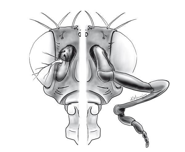 Иллюстрация к книге — Требуется сборка. Расшифровываем четыре миллиарда лет истории жизни – от древних окаменелостей до ДНК [i_028.jpg]