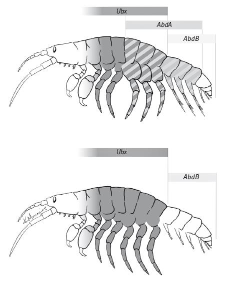 Иллюстрация к книге — Требуется сборка. Расшифровываем четыре миллиарда лет истории жизни – от древних окаменелостей до ДНК [i_030.jpg]