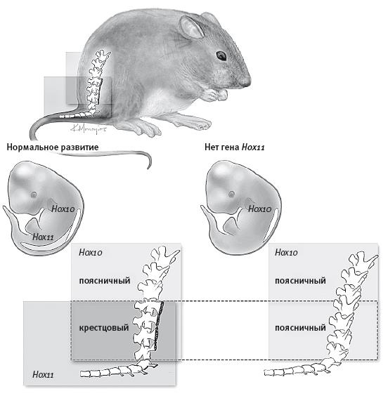 Иллюстрация к книге — Требуется сборка. Расшифровываем четыре миллиарда лет истории жизни – от древних окаменелостей до ДНК [i_031.jpg]