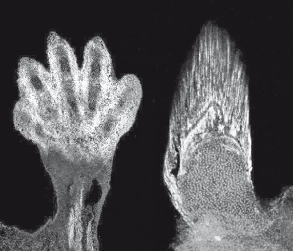 Иллюстрация к книге — Требуется сборка. Расшифровываем четыре миллиарда лет истории жизни – от древних окаменелостей до ДНК [i_032.jpg]