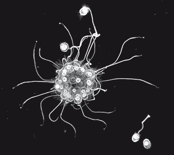 Иллюстрация к книге — Требуется сборка. Расшифровываем четыре миллиарда лет истории жизни – от древних окаменелостей до ДНК [i_043.jpg]