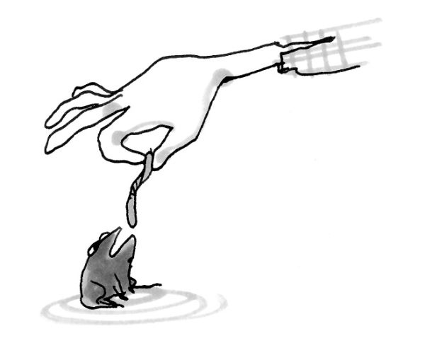 Иллюстрация к книге — Хедвиг и ночные жабы [i_033.jpg]