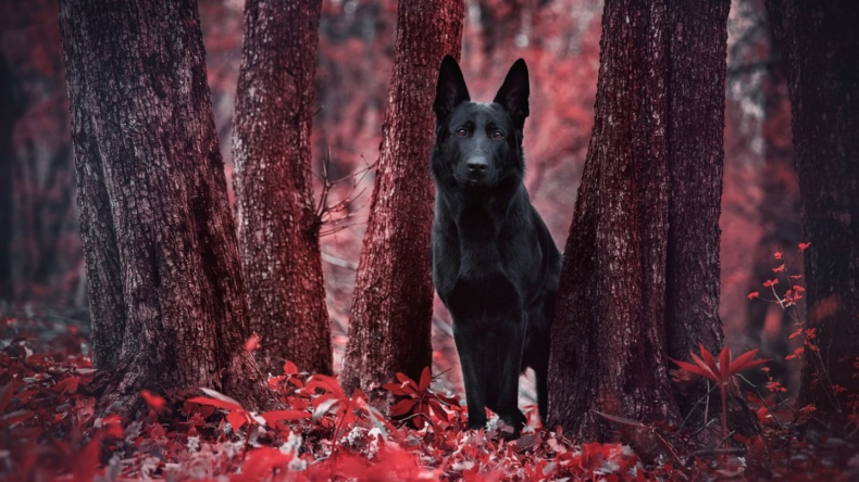 Иллюстрация к книге — Академия Света, или Как разжечь пламя [_0.jpg]