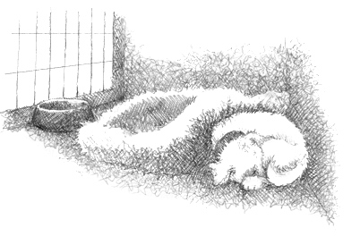 Иллюстрация к книге — Щенок Асти, или Послушай, как я читаю [i_008.jpg]