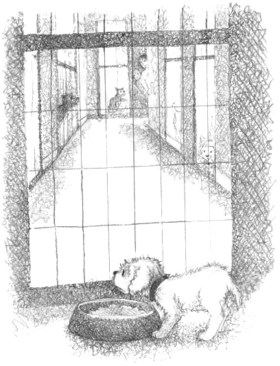 Иллюстрация к книге — Щенок Асти, или Послушай, как я читаю [i_012.jpg]