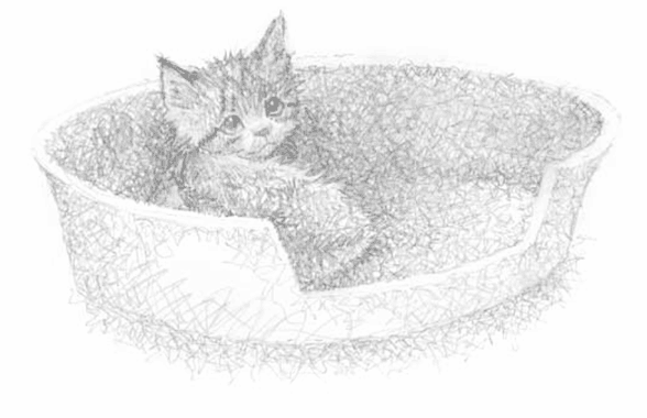 Иллюстрация к книге — Котёнок Тучка, или Пушистое приключение [i_006.jpg]