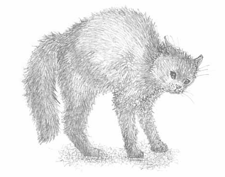 Иллюстрация к книге — Котёнок Тучка, или Пушистое приключение [i_008.jpg]