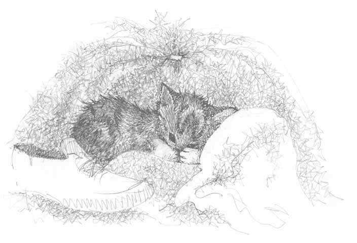 Иллюстрация к книге — Котёнок Тучка, или Пушистое приключение [i_020.jpg]