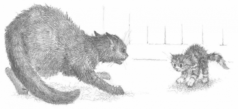 Иллюстрация к книге — Котёнок Тучка, или Пушистое приключение [i_024.jpg]