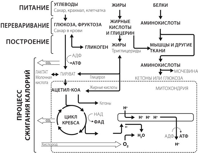 Иллюстрация к книге — Sapiens на диете. Всемирная история похудения, или Антропологический взгляд на метаболизм [i_004.jpg]