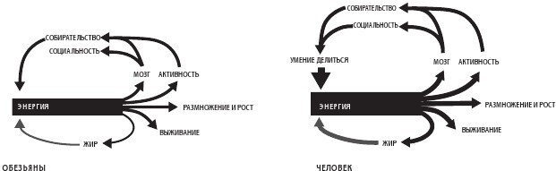 Иллюстрация к книге — Sapiens на диете. Всемирная история похудения, или Антропологический взгляд на метаболизм [i_013.jpg]