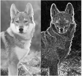 Иллюстрация к книге — Как мы видим? Нейробиология зрительного восприятия [i_022.jpg]