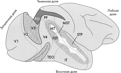 Иллюстрация к книге — Как мы видим? Нейробиология зрительного восприятия [i_024.jpg]