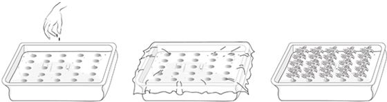 Иллюстрация к книге — Как вырастить свою рассаду и разбить правильные грядки [i_012.jpg]