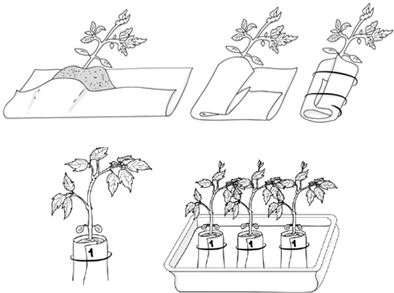 Иллюстрация к книге — Как вырастить свою рассаду и разбить правильные грядки [i_015.jpg]