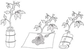 Иллюстрация к книге — Как вырастить свою рассаду и разбить правильные грядки [i_016.jpg]