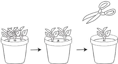 Иллюстрация к книге — Как вырастить свою рассаду и разбить правильные грядки [i_024.jpg]