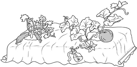 Иллюстрация к книге — Как вырастить свою рассаду и разбить правильные грядки [i_039.jpg]