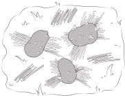 Иллюстрация к книге — Как вырастить свою рассаду и разбить правильные грядки [i_051.jpg]