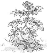 Иллюстрация к книге — Как вырастить свою рассаду и разбить правильные грядки [i_054.jpg]