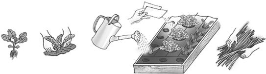 Иллюстрация к книге — Как вырастить свою рассаду и разбить правильные грядки [i_055.jpg]